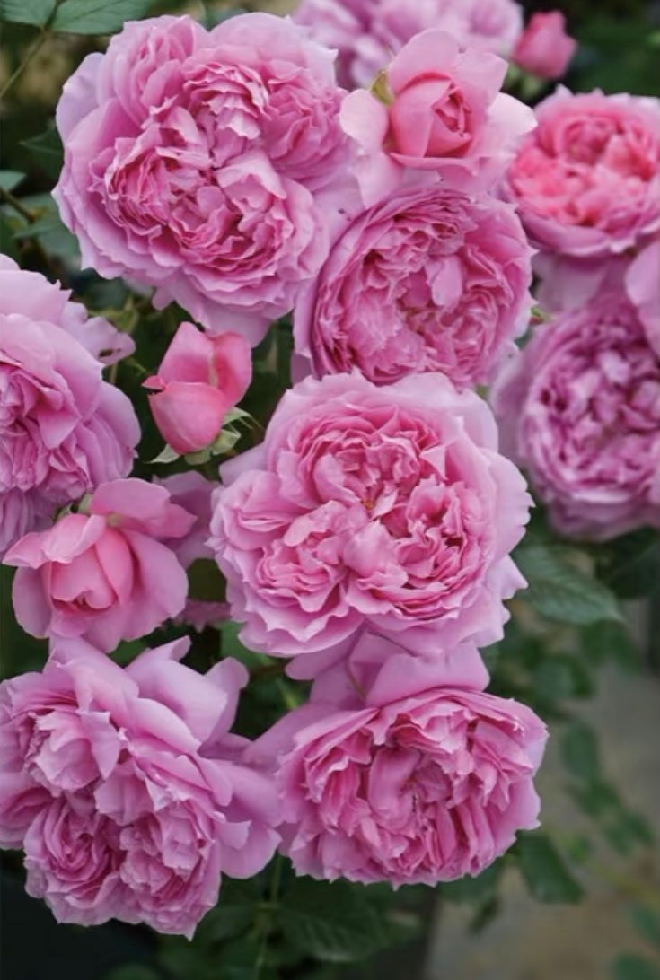 New!Japanese rose Prima vista 初见