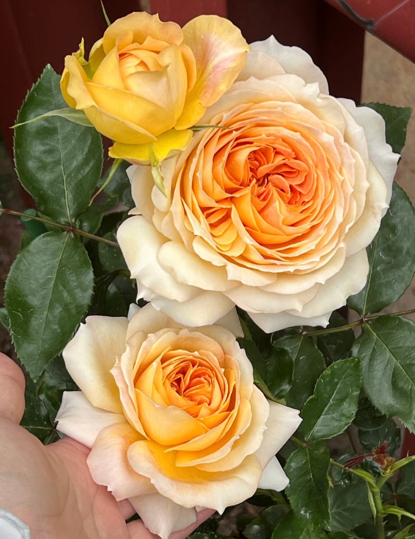 Germany Koders cream antique big flowers焦糖古董