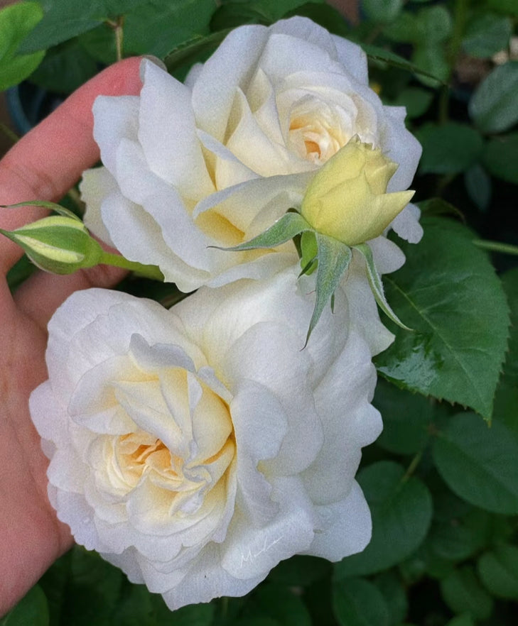 David Austin wedding cutting rose Purity