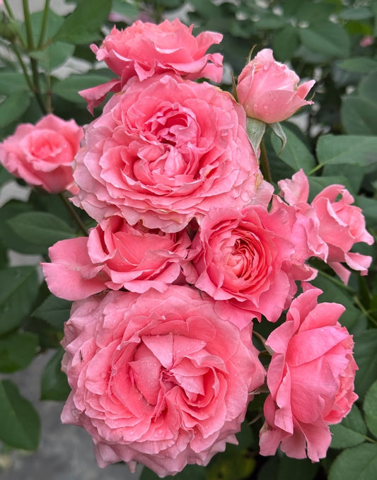 Corail Gelee Japanese cutting rose