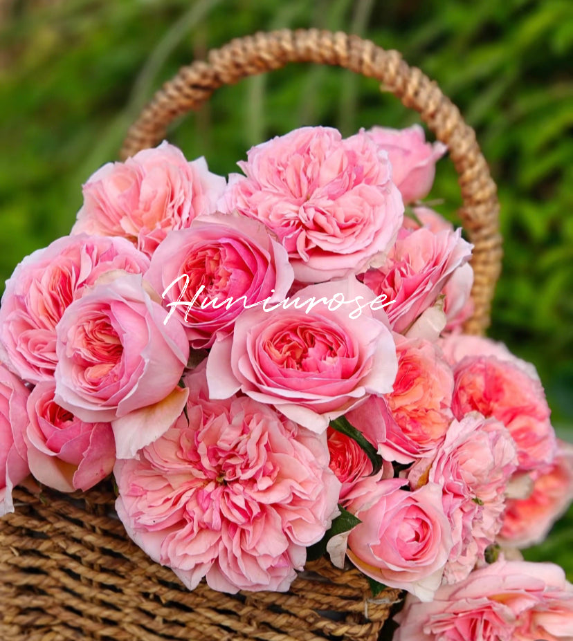 2023new rare rose Romeo( pink Juliet)