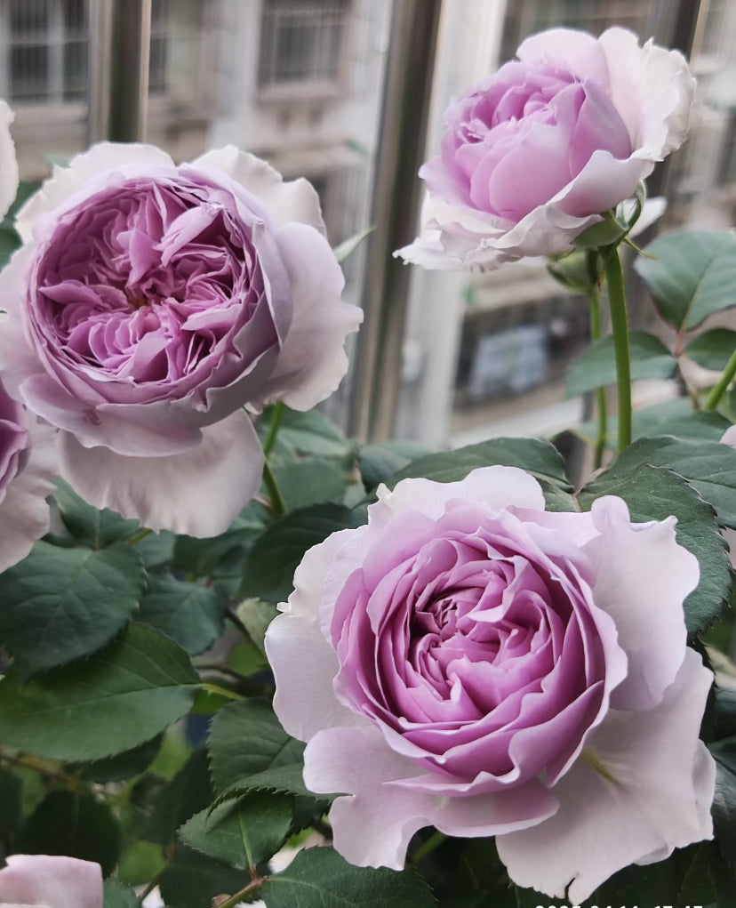 Sale!Japanese perfect purple rose Lilas