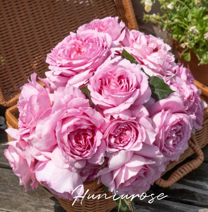 Xianji 2024 new Chinese rose