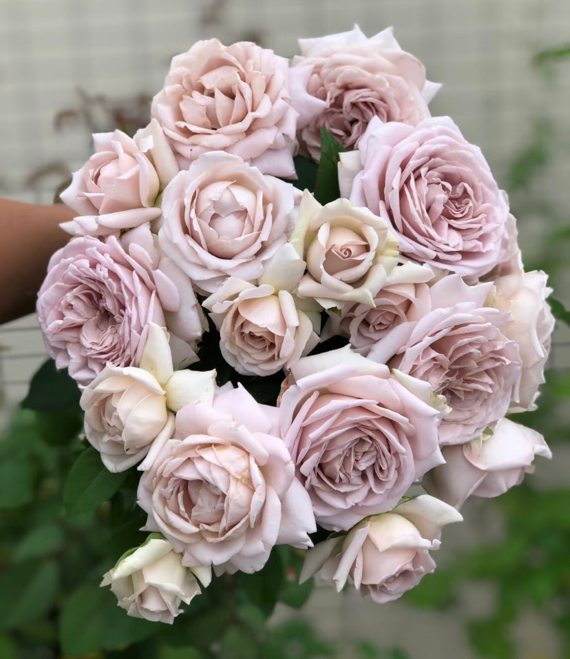 Japanese Charity Towa,Japanese rose