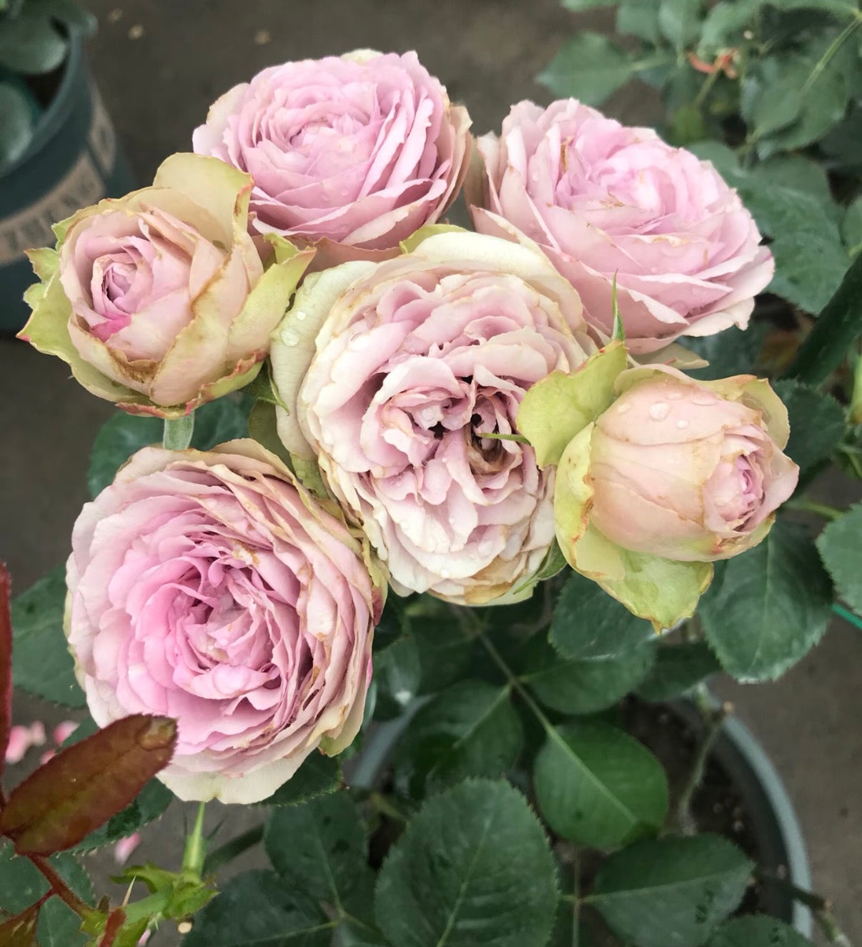 silver lace Dutch cutting rose