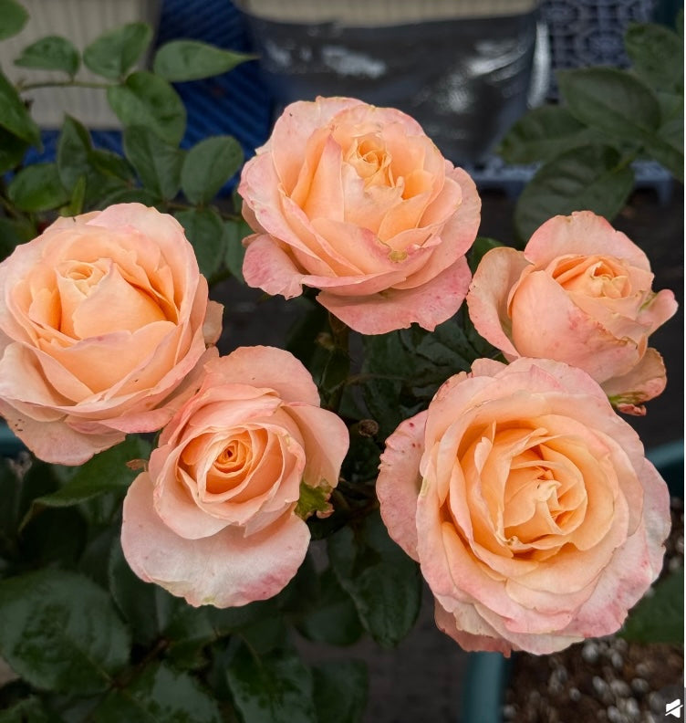 George peach cutting rose