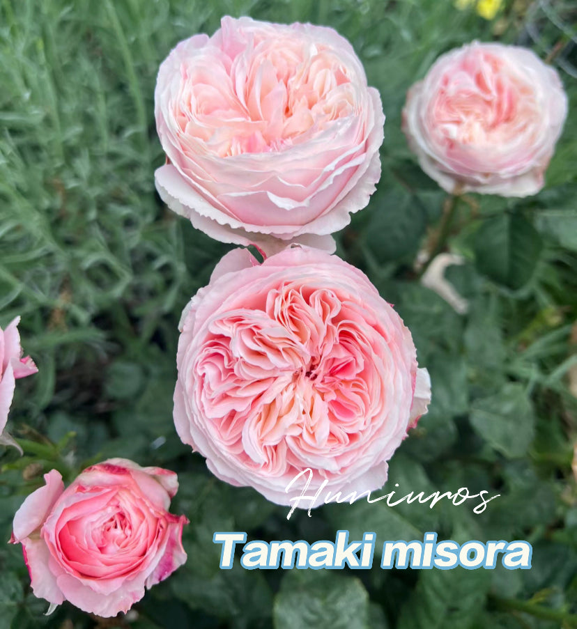 Tamaki misora Japanese rose