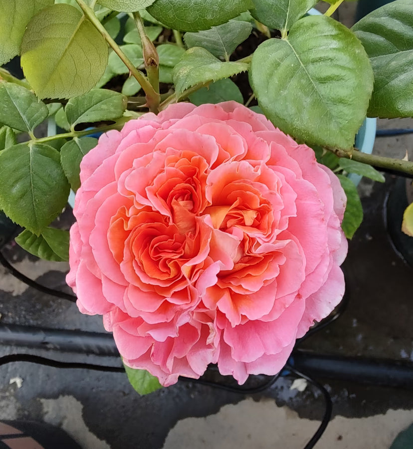 France Notre Dame du RosAIre 玫瑰圣母