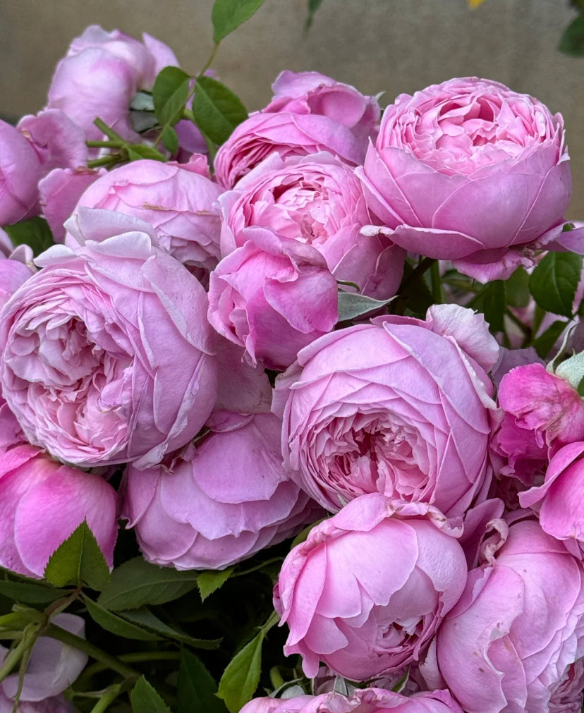 Spirit of Freedom David Austin rose