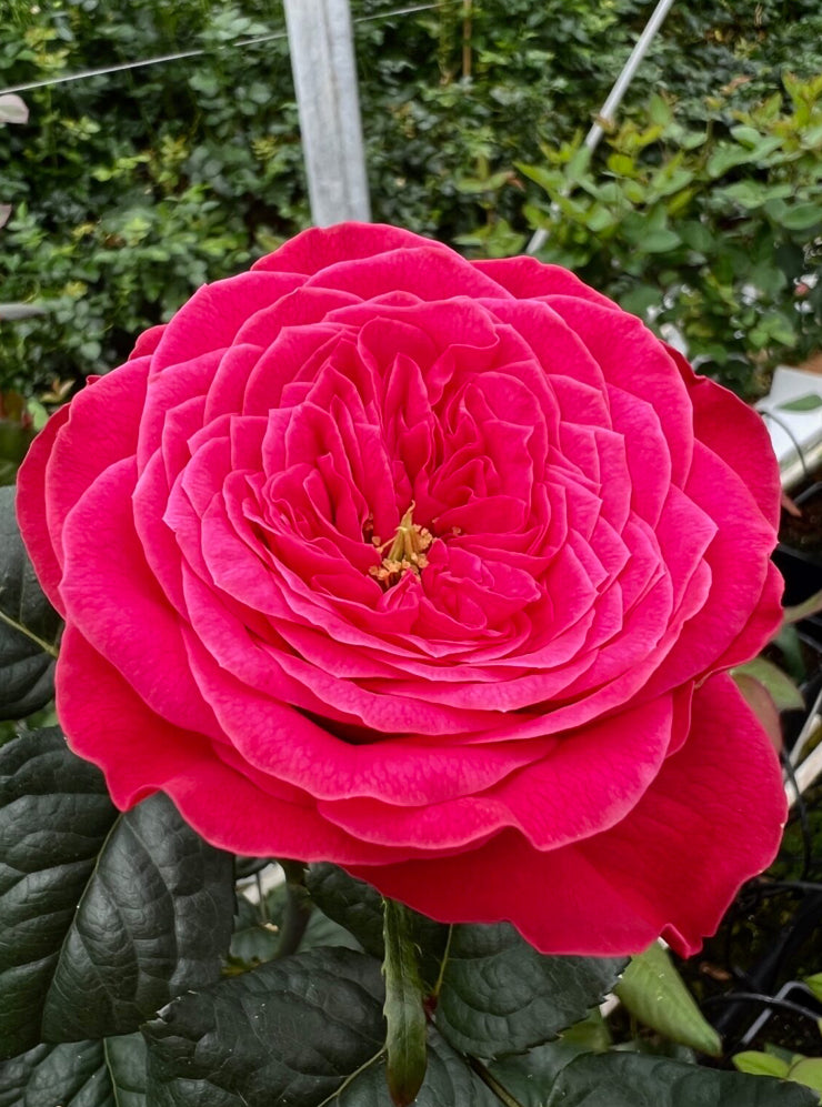 New 2026! VIP cutting rose Villa Variola