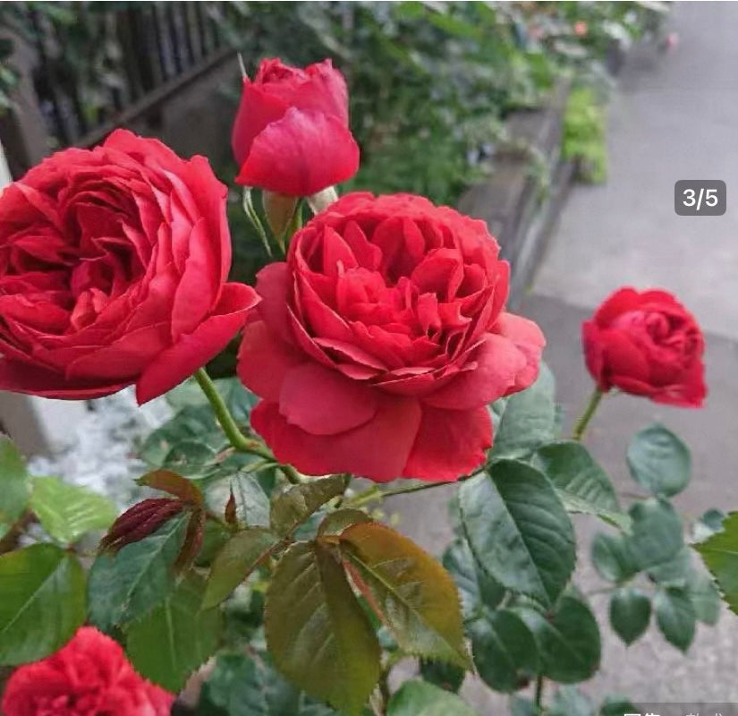 New! Japanese rose country house