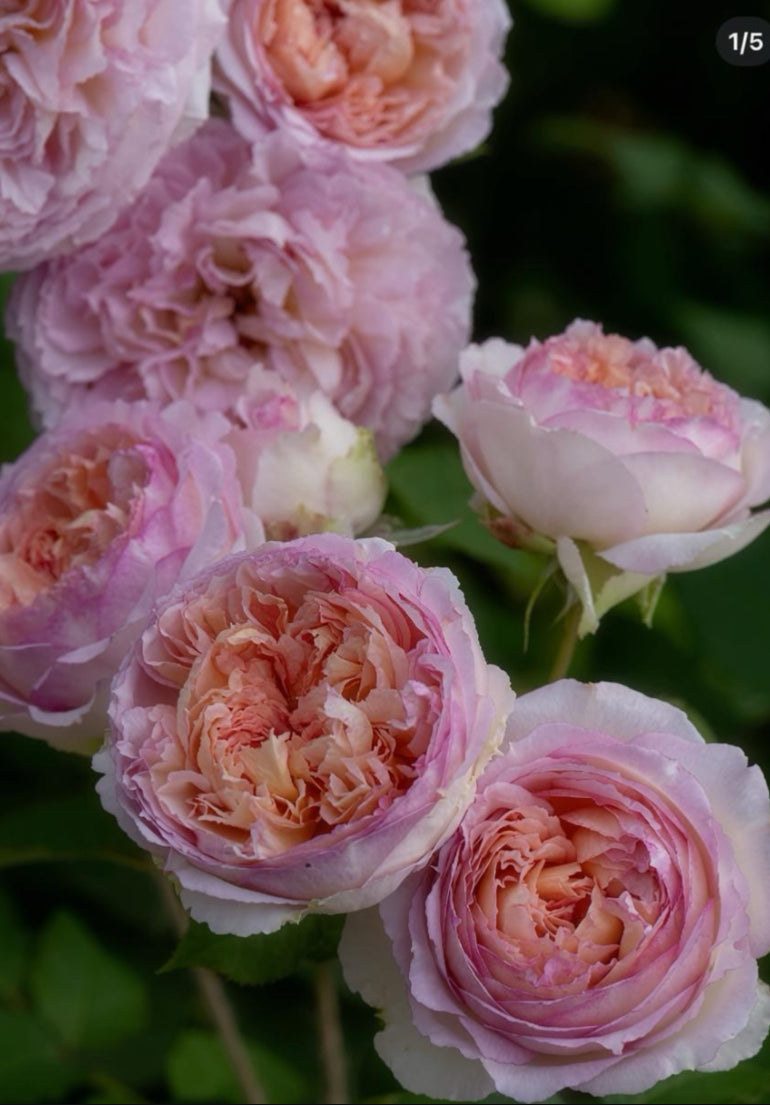 Träumerei Japanese rose apricot pink梦幻曲