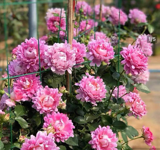 Fancy Ruffle Dutch cutting rose