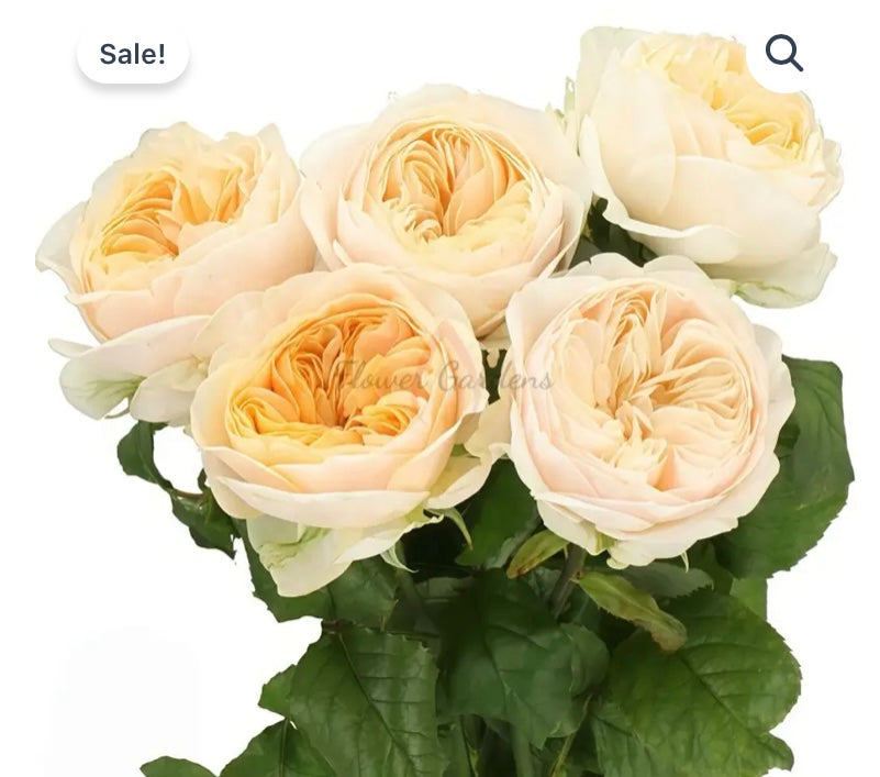 New, cutting rose plants Frey Garden