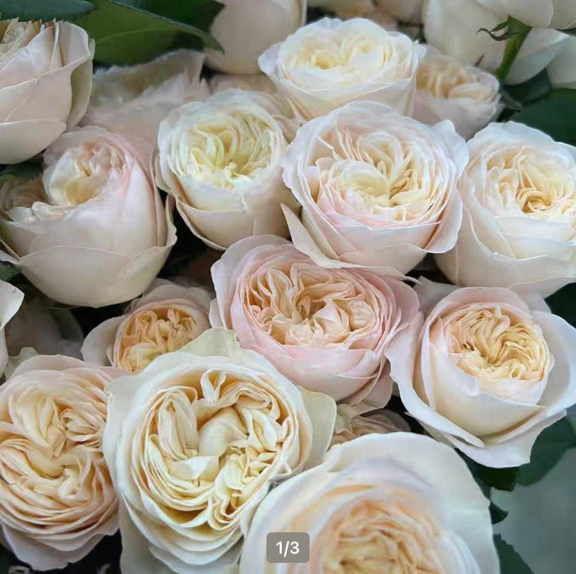Royal romance cutting rose Dutch