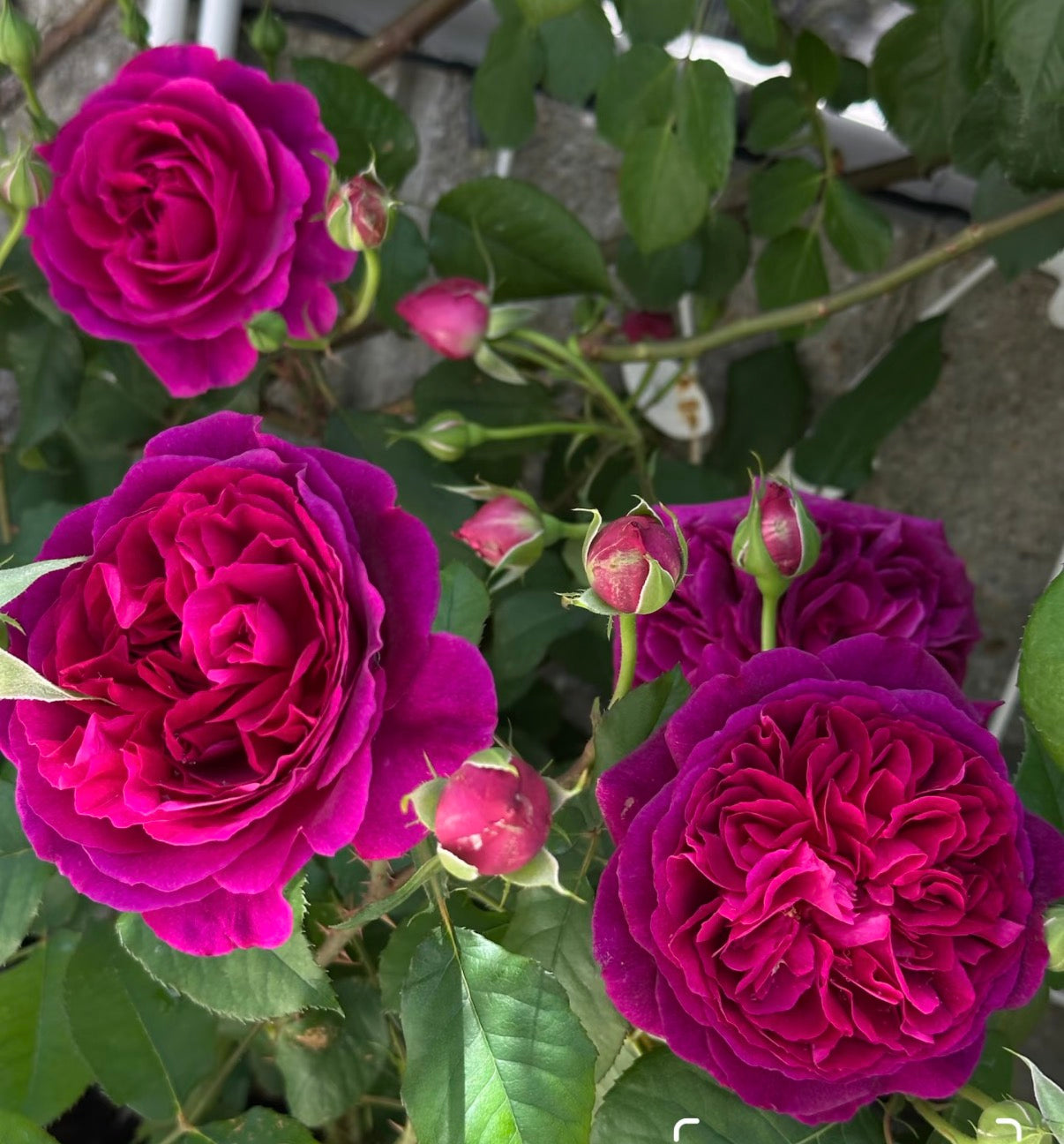 English rose Munstead W