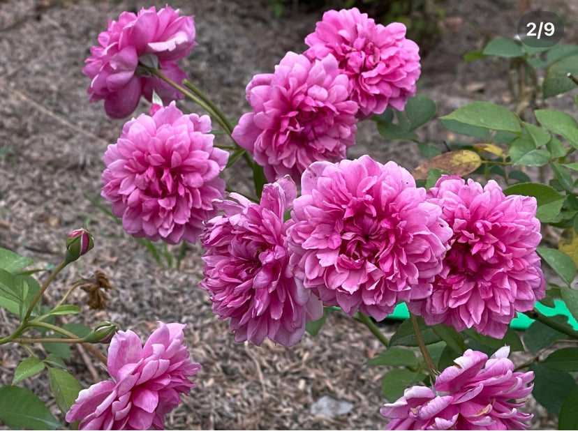 David Austin Sister Elizabeth