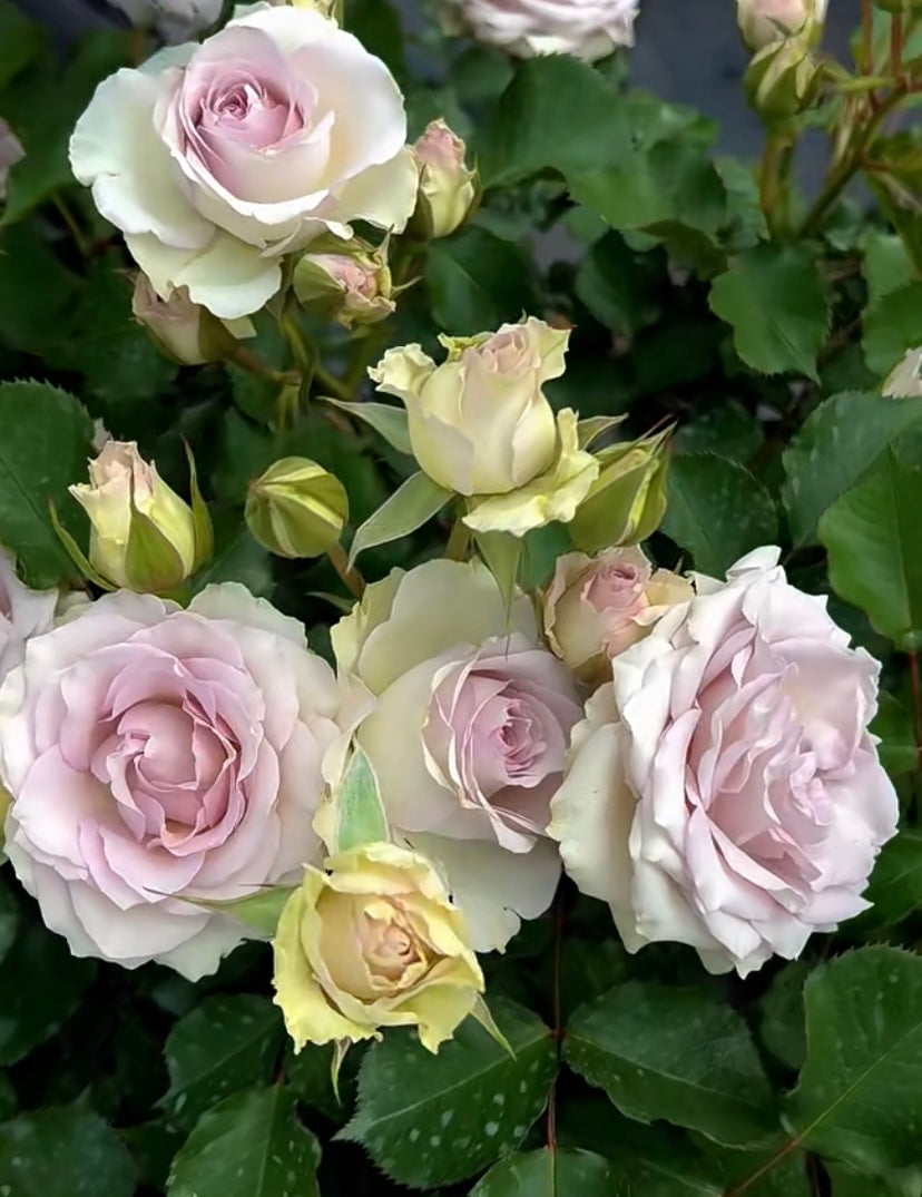 New! Tantau Sliver Rain cutting rose green purple银雨