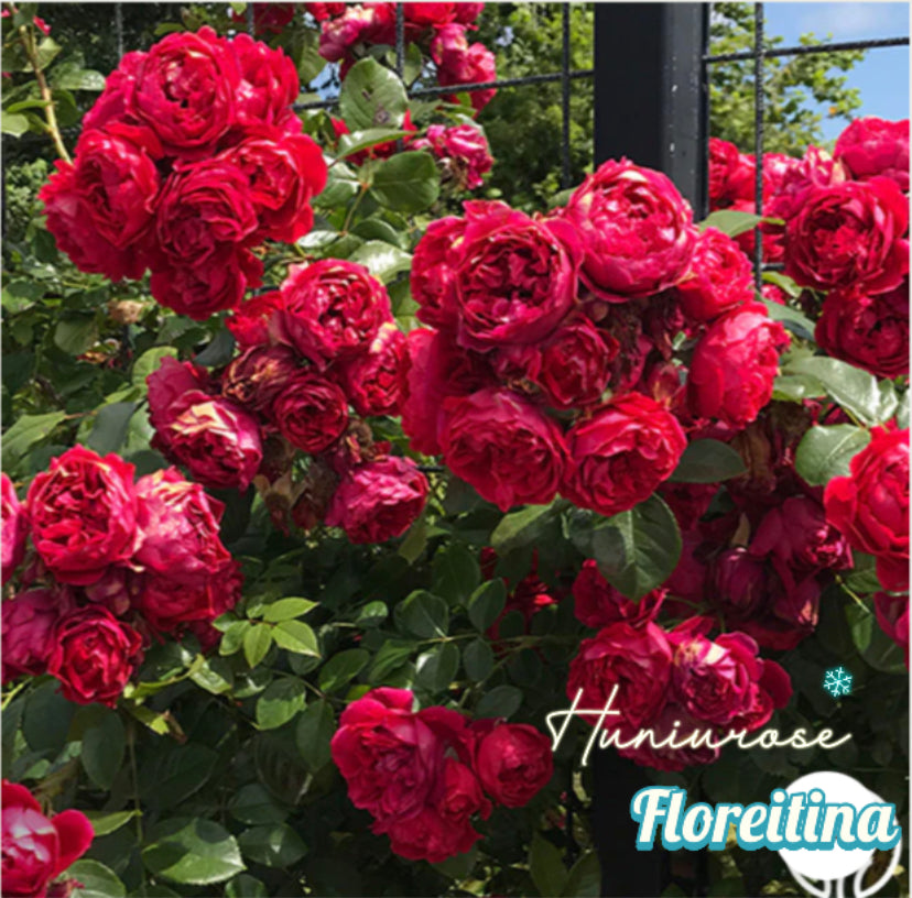 Germany Koders climbing rose Arborose Floreitina