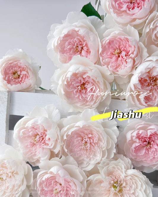 Jiashu Asia rose softly flowers