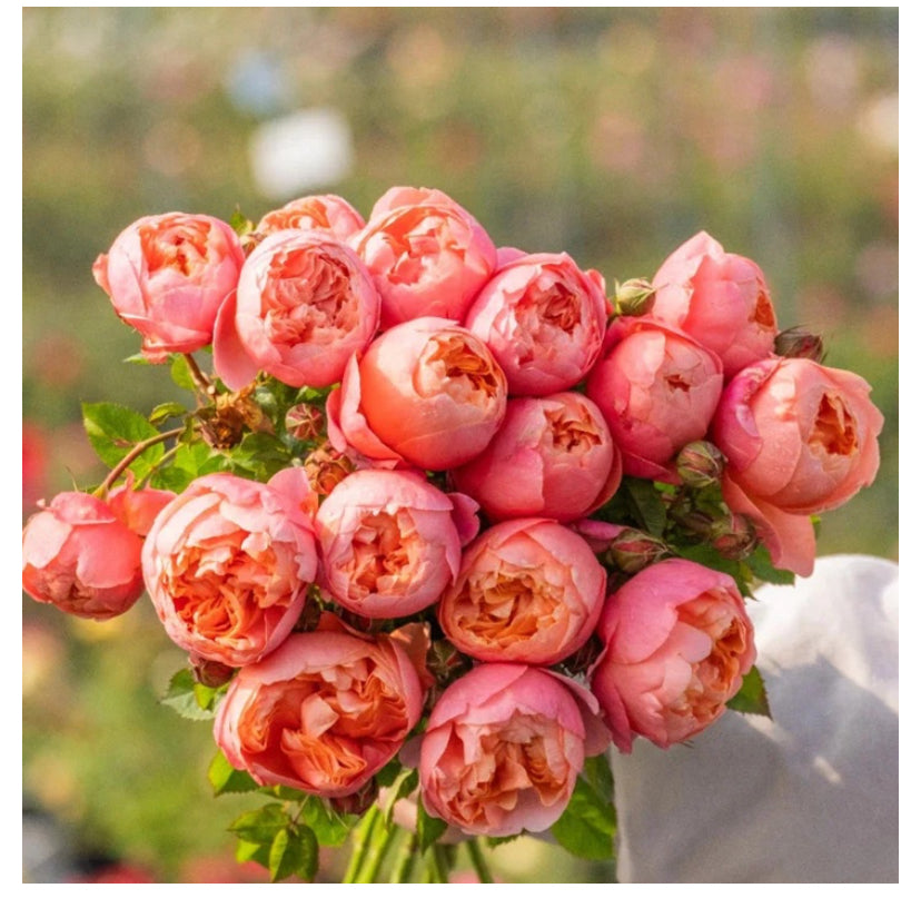 New !2025 Jingqiu Asia rose惊秋