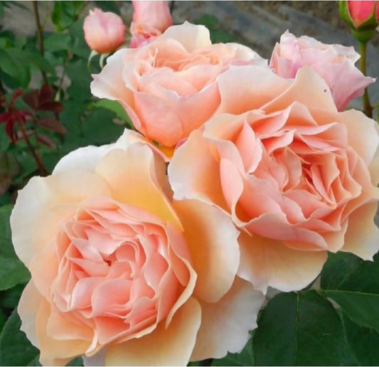 New! Fuuka bred by Japanese Yoshiike Teizo