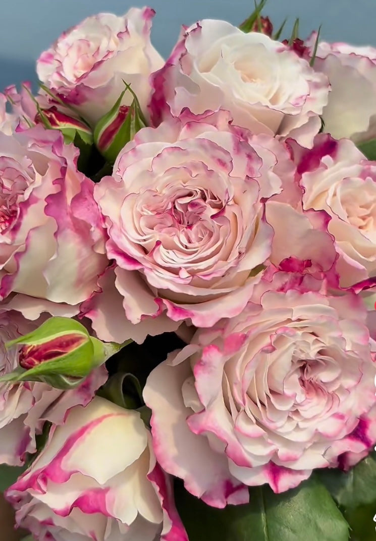 Bella linda fairy nice cutting rose