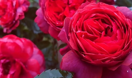 New, Japanese Apple Fukutsuka Shigeki roses Country House