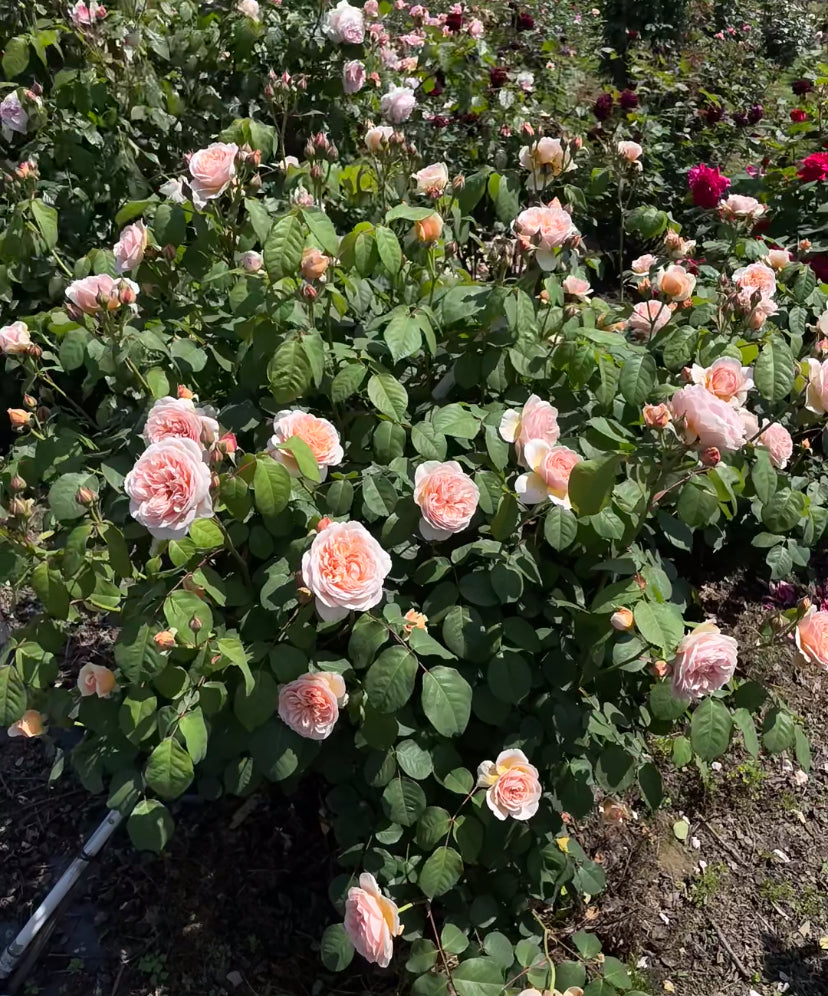 English rose Sweet Juliet rose plant 甜蜜朱丽叶
