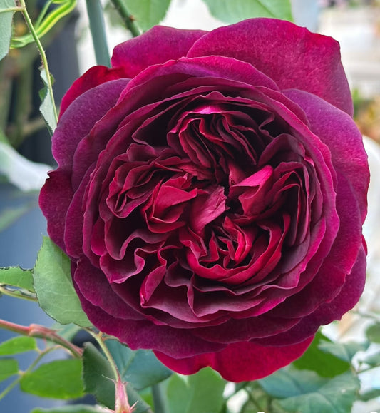 English rose Mustead wood rose plant 黑伍德