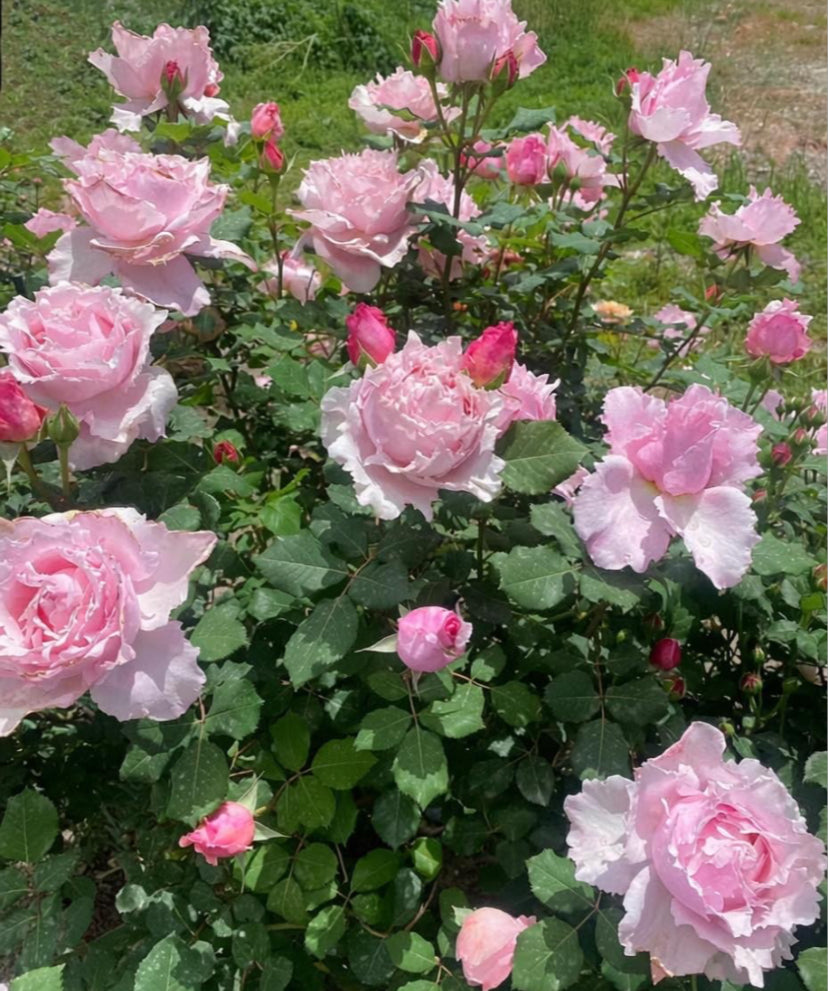 Sophie Rochas French Delbard索菲罗莎