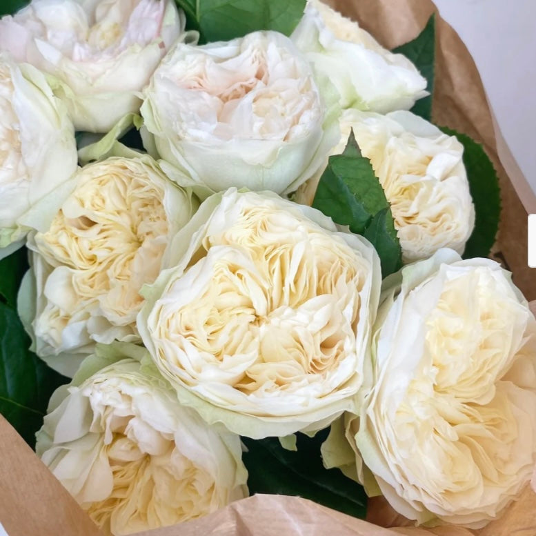 New! Lovely Harper Dutch cutting rose