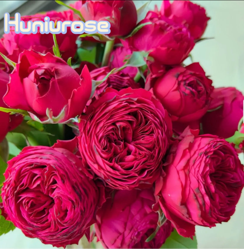 New! Just more cutting rose Dutch恰好更多