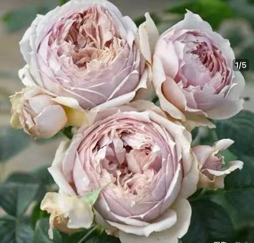 2025 new!Takunori Kimura Japanese rose Luxor 卢克索