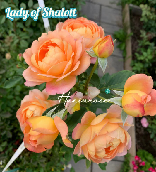 David Austin rose Lady of shalott