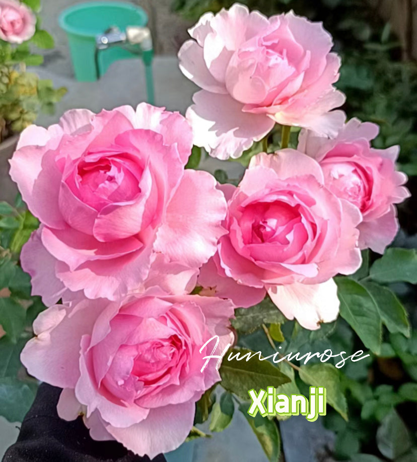 Xianji 2024 new Chinese rose