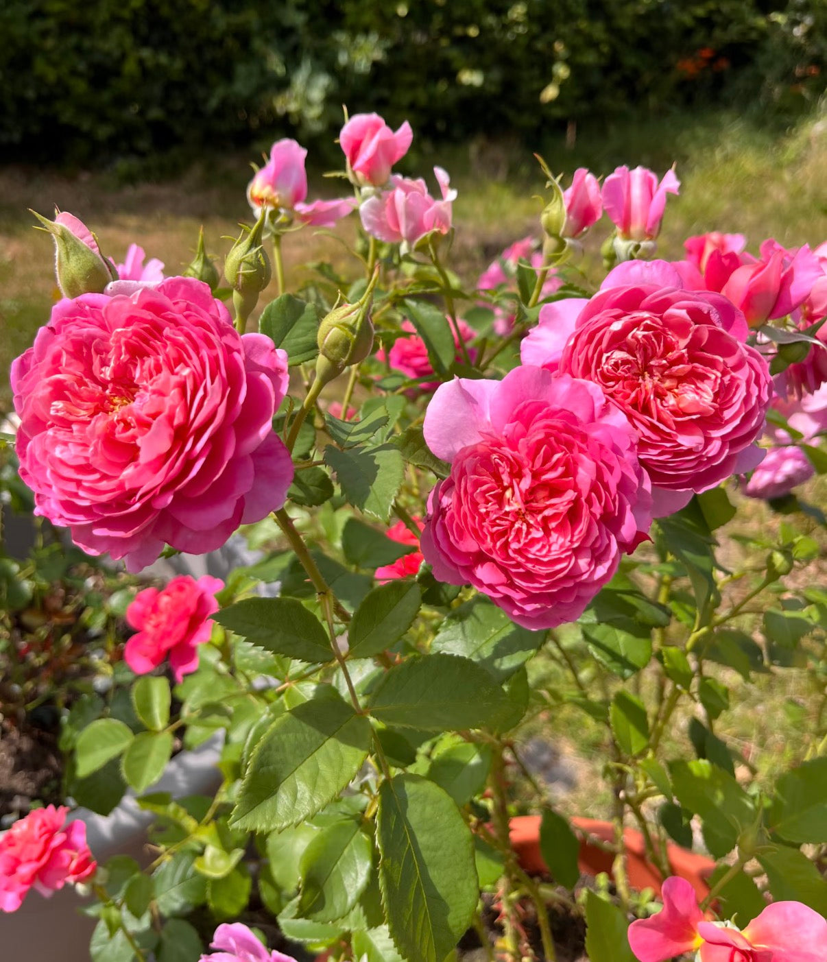 English rose Emma’s Bridgewater 爱玛水桥