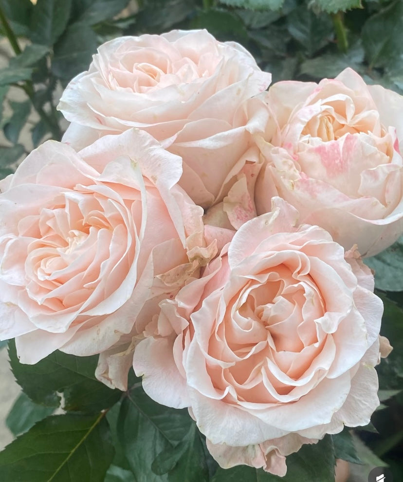 George peach cutting rose