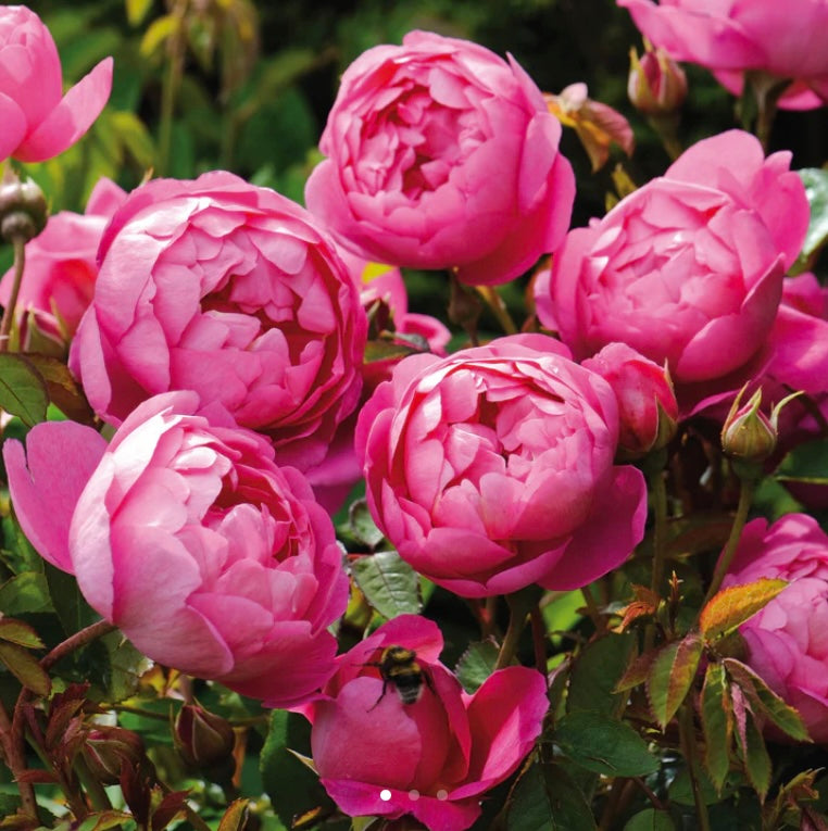 Royal jubliee English rose