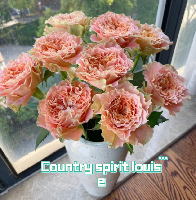 Germany Tantau Country spirit Louise