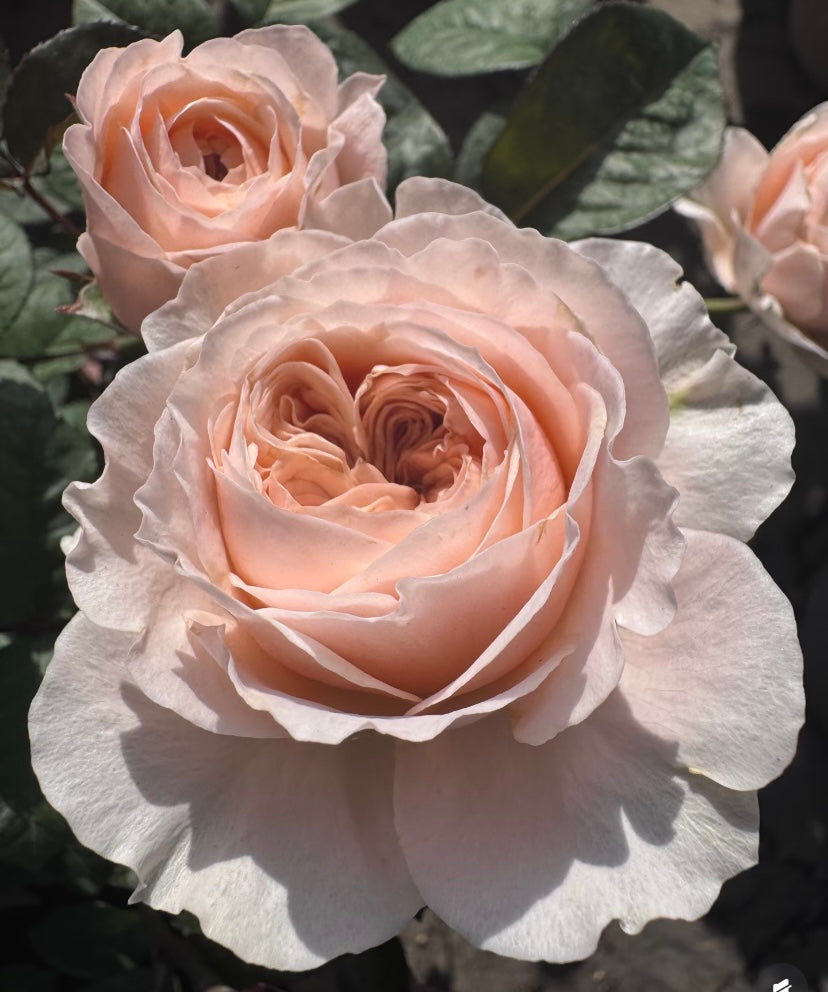 Pardise Beach Dutch cutting rose