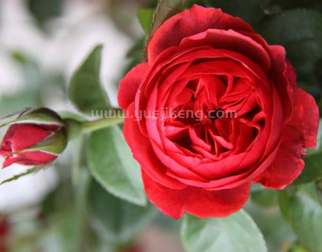 New, Japanese Apple Fukutsuka Shigeki roses Country House乡舍