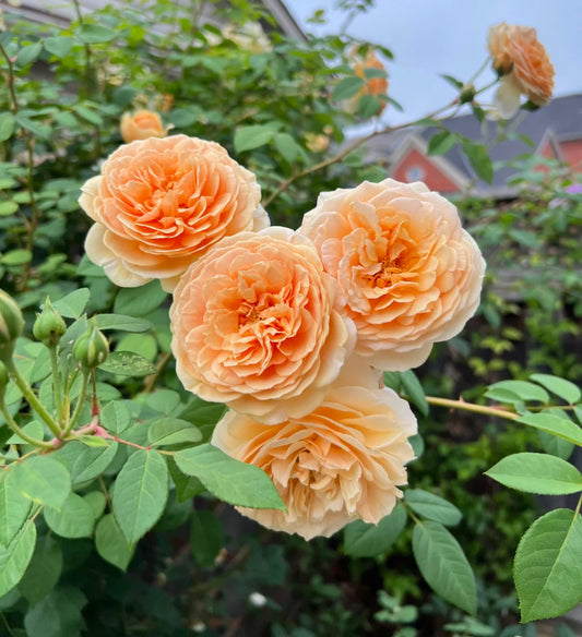 Teasing Georgia David Austin rose