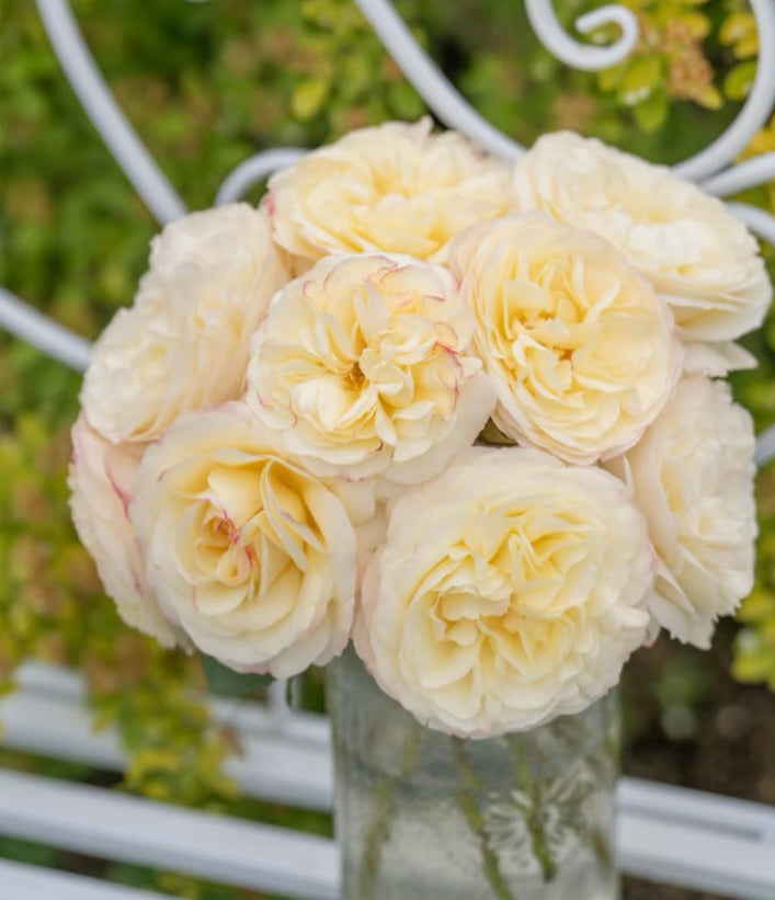 New2025 Qiongyin light yellow rose plant Chinese