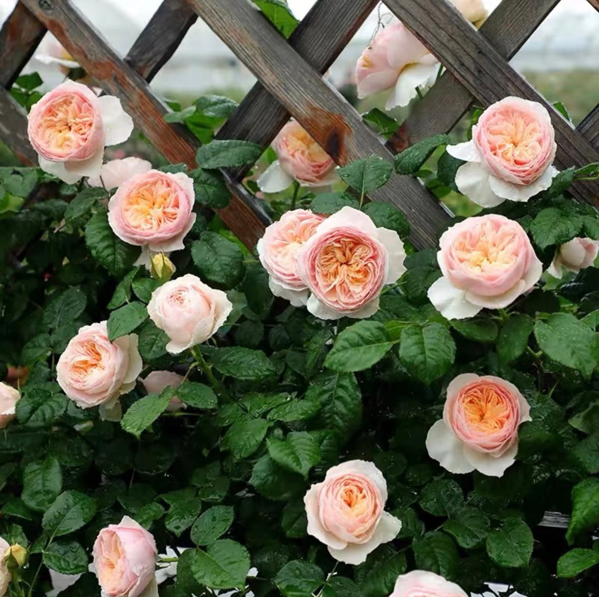 Hanxian Chinese climbing rose