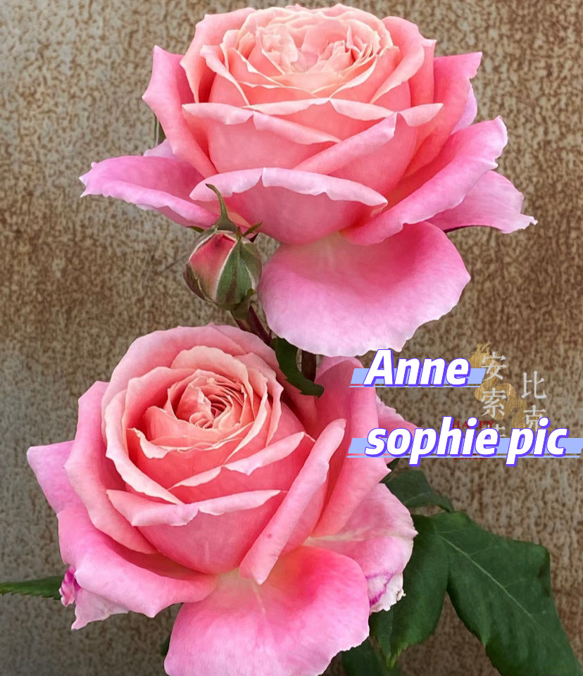Anne sophie pic French rose