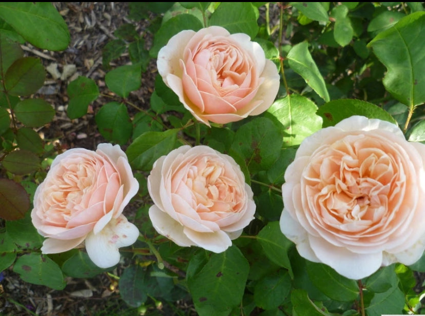 English rose Sweet Juliet rose plant 甜蜜朱丽叶