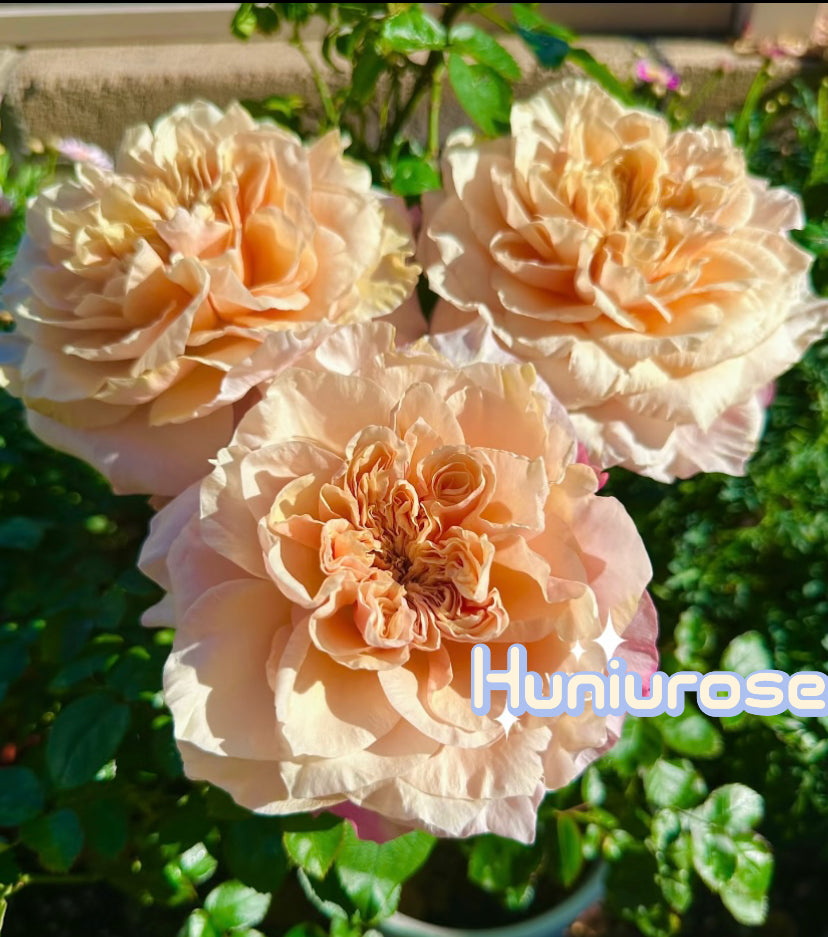 New! Issei Japanese cutting rose