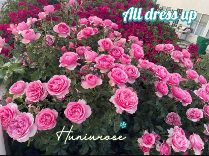 All dress up shrub rose