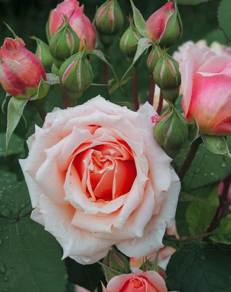 New! French Guillot breeder Paul Bocuse very floribunda rose保罗博古斯